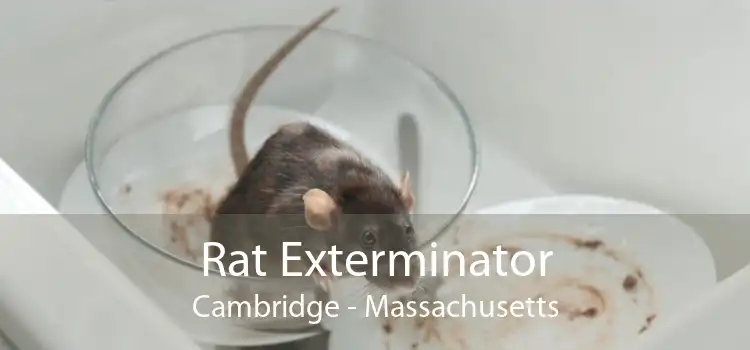 Rat Exterminator Cambridge - Massachusetts