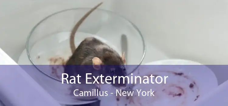 Rat Exterminator Camillus - New York