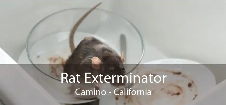 Rat Exterminator Camino - California