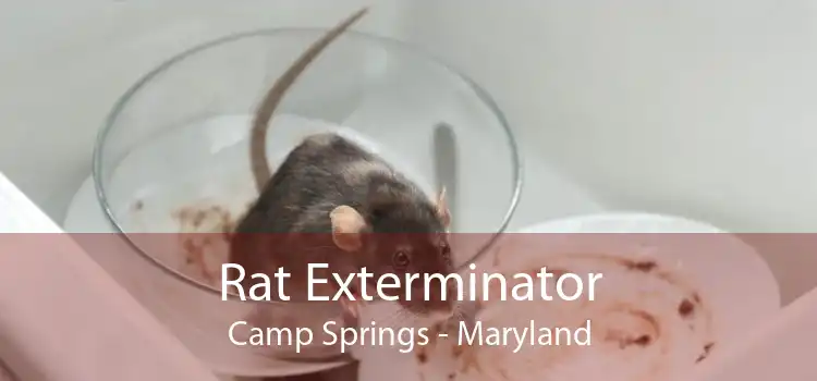 Rat Exterminator Camp Springs - Maryland