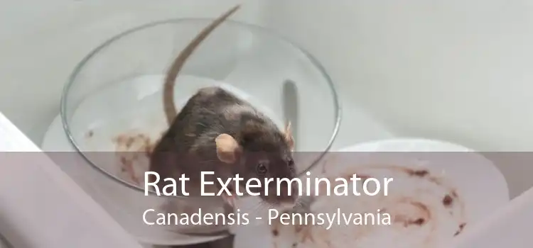 Rat Exterminator Canadensis - Pennsylvania