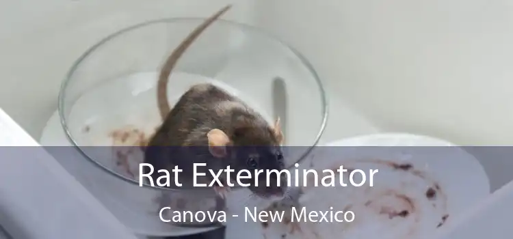 Rat Exterminator Canova - New Mexico