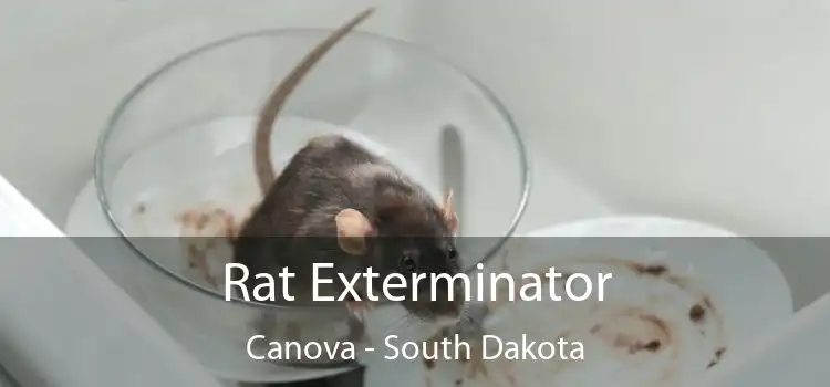 Rat Exterminator Canova - South Dakota