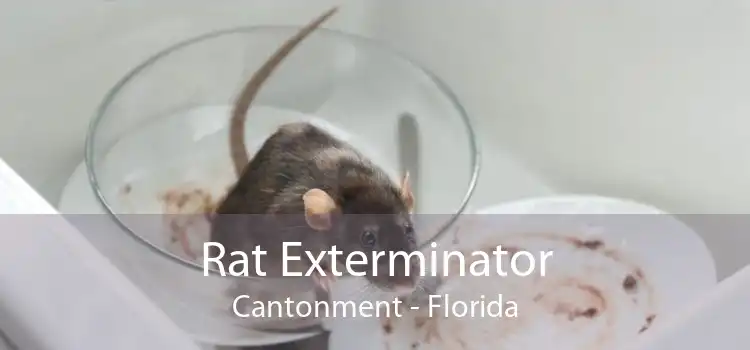 Rat Exterminator Cantonment - Florida