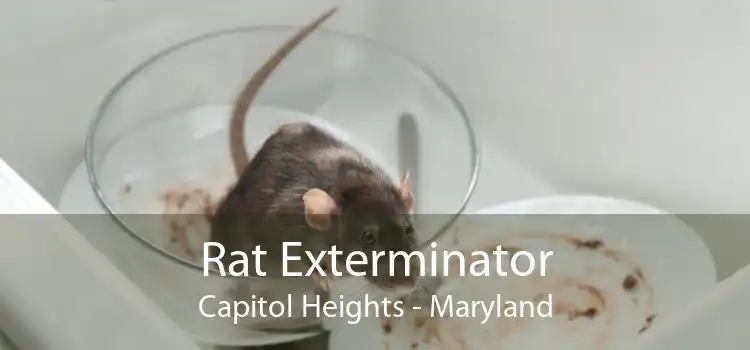 Rat Exterminator Capitol Heights - Maryland