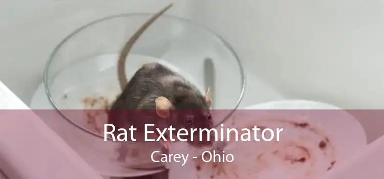 Rat Exterminator Carey - Ohio