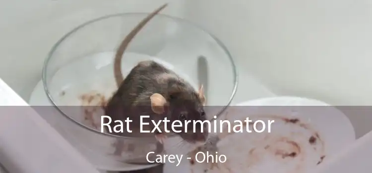 Rat Exterminator Carey - Ohio