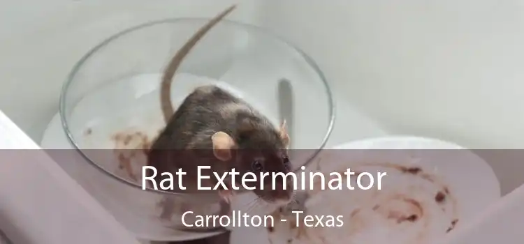 Rat Exterminator Carrollton - Texas