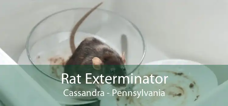 Rat Exterminator Cassandra - Pennsylvania