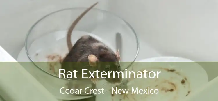 Rat Exterminator Cedar Crest - New Mexico