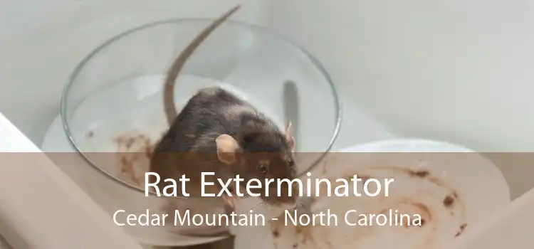 Rat Exterminator Cedar Mountain - North Carolina