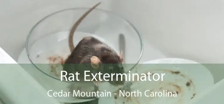 Rat Exterminator Cedar Mountain - North Carolina