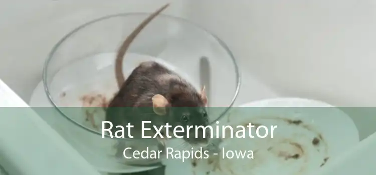 Rat Exterminator Cedar Rapids - Iowa