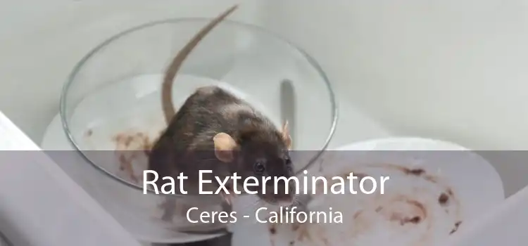 Rat Exterminator Ceres - California