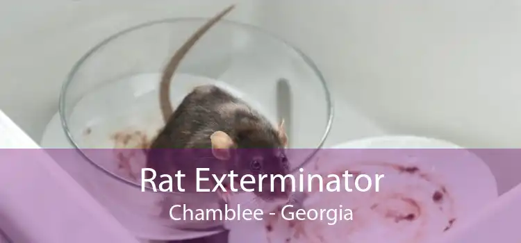 Rat Exterminator Chamblee - Georgia