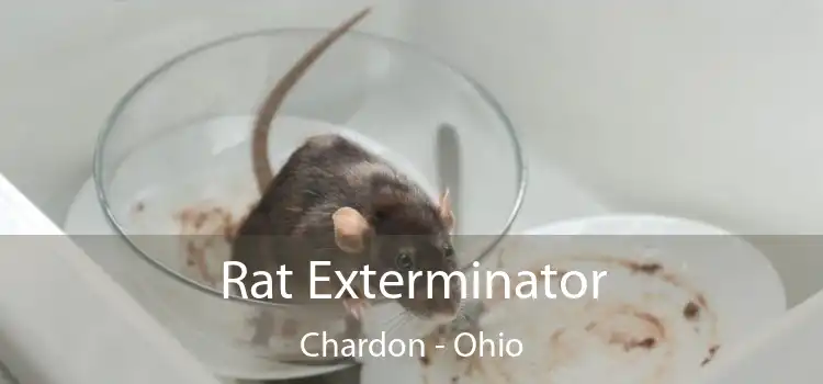 Rat Exterminator Chardon - Ohio