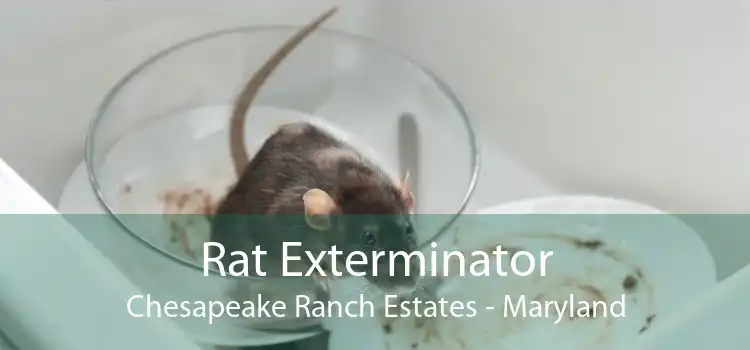 Rat Exterminator Chesapeake Ranch Estates - Maryland