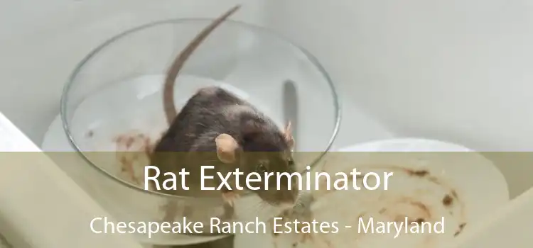 Rat Exterminator Chesapeake Ranch Estates - Maryland