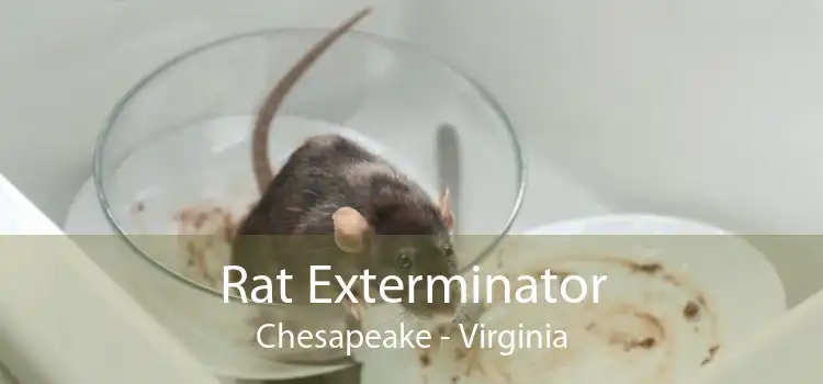 Rat Exterminator Chesapeake - Virginia