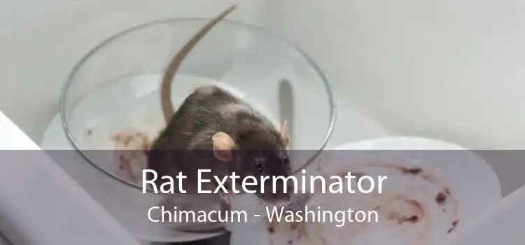 Rat Exterminator Chimacum - Washington