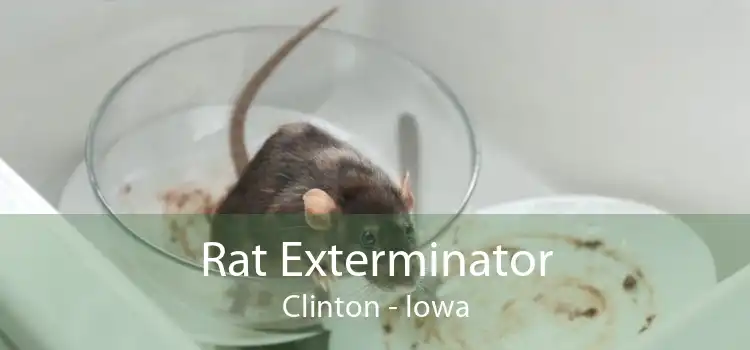 Rat Exterminator Clinton - Iowa