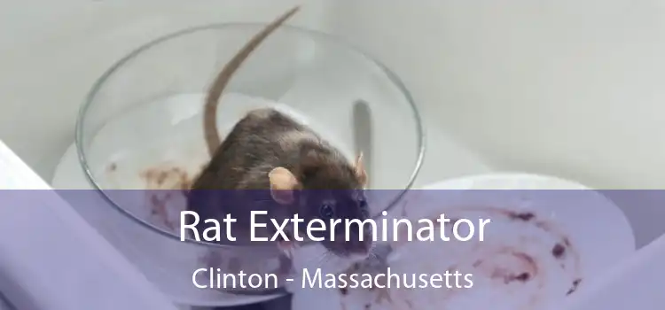 Rat Exterminator Clinton - Massachusetts