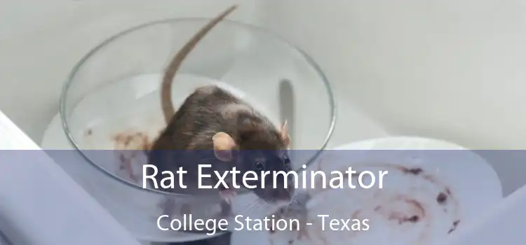 Rat Exterminator College Station - Texas