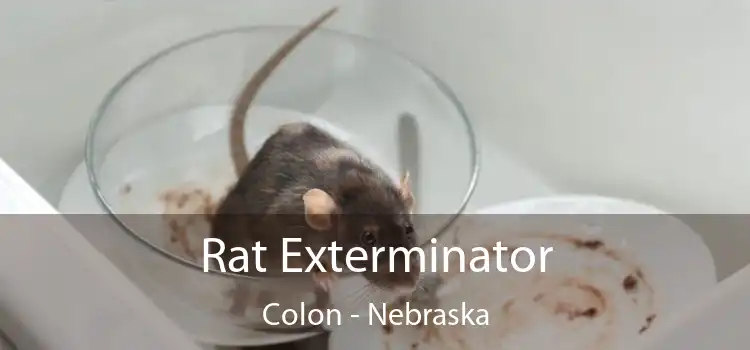 Rat Exterminator Colon - Nebraska