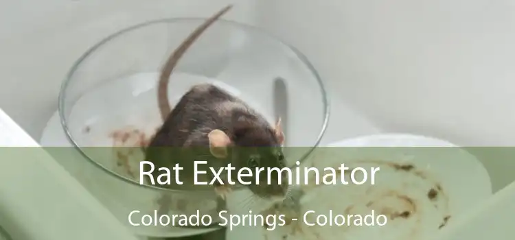 Rat Exterminator Colorado Springs - Colorado