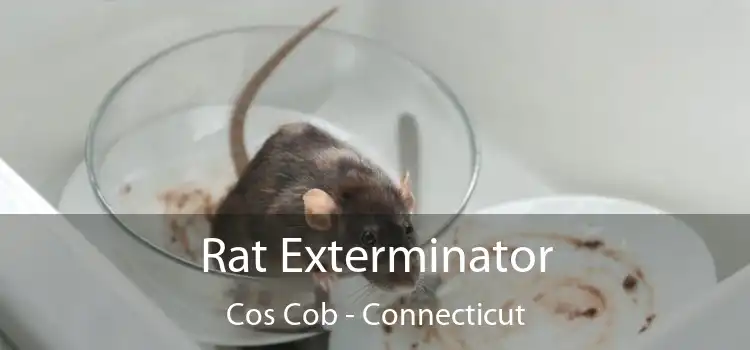 Rat Exterminator Cos Cob - Connecticut