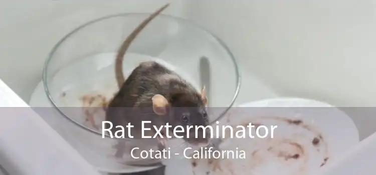 Rat Exterminator Cotati - California