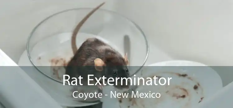 Rat Exterminator Coyote - New Mexico