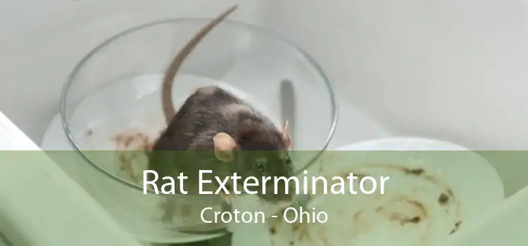 Rat Exterminator Croton - Ohio