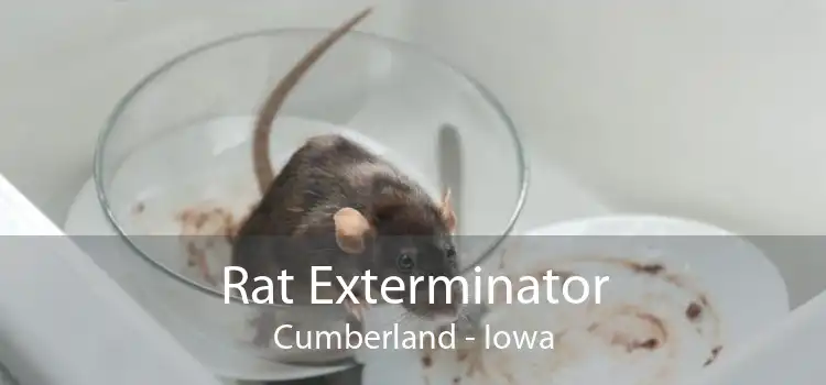 Rat Exterminator Cumberland - Iowa