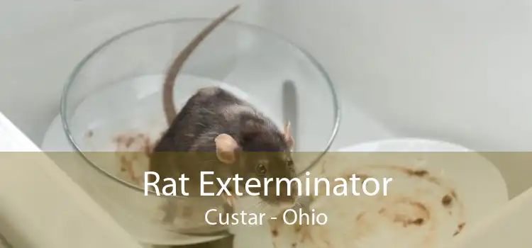 Rat Exterminator Custar - Ohio