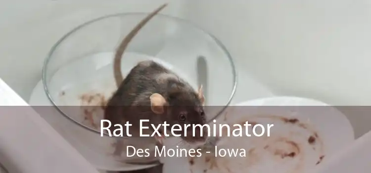 Rat Exterminator Des Moines - Iowa