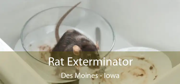 Rat Exterminator Des Moines - Iowa