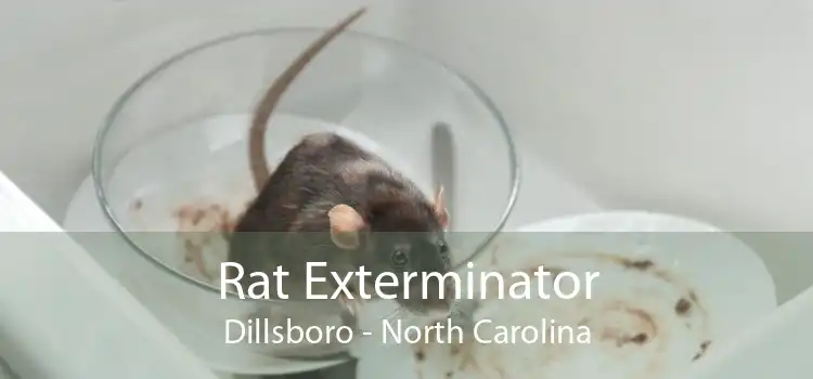 Rat Exterminator Dillsboro - North Carolina