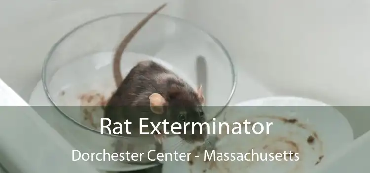 Rat Exterminator Dorchester Center - Massachusetts