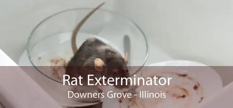 Rat Exterminator Downers Grove - Illinois