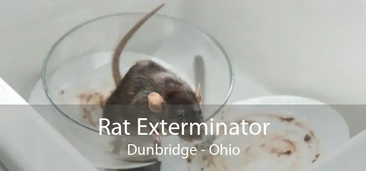 Rat Exterminator Dunbridge - Ohio