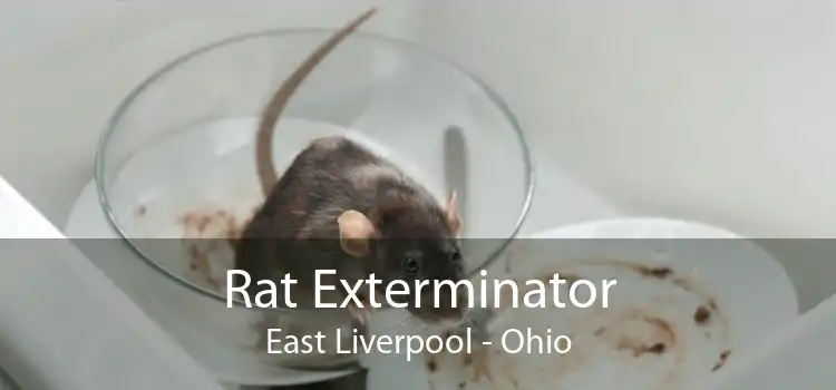 Rat Exterminator East Liverpool - Ohio