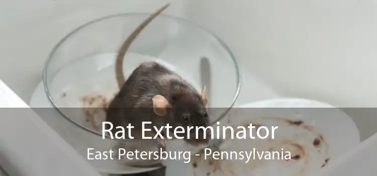 Rat Exterminator East Petersburg - Pennsylvania