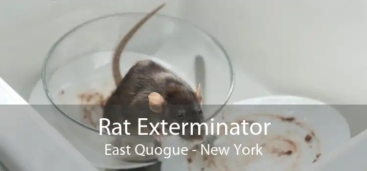 Rat Exterminator East Quogue - New York