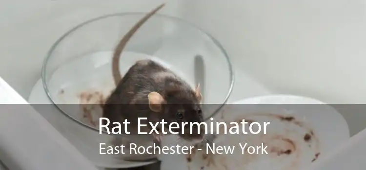 Rat Exterminator East Rochester - New York