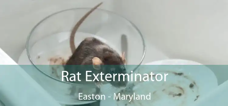 Rat Exterminator Easton - Maryland