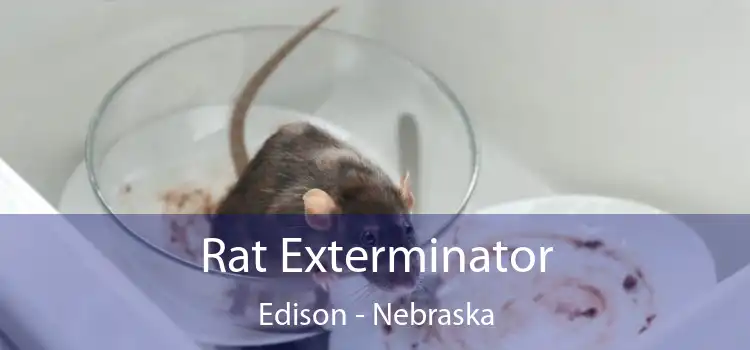 Rat Exterminator Edison - Nebraska