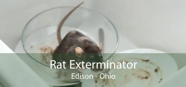Rat Exterminator Edison - Ohio