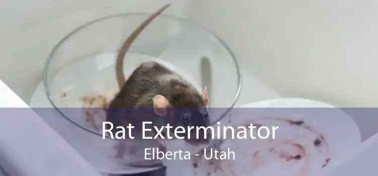 Rat Exterminator Elberta - Utah
