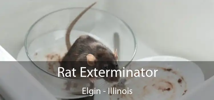 Rat Exterminator Elgin - Illinois